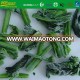 IQF green leaf vegetables fresh raw material choy sum