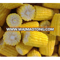 Iqf frozen sweet corn /fresh sweet corn