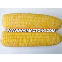 frozen sweet corn