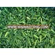 iqf frozen garlic shoot good quality