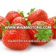 iqf large strawberry best share strawberry fruit