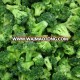 New crop Frozen Broccoli Cut