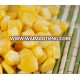 IQF Chinese fresh high quality sweet corn with competitive price