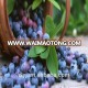 Organic bulk frozen style blueberry