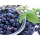 Good Tasting Iqf Frozen Wild Blueberry