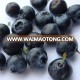 IQF frozen blueberries price